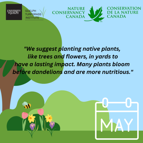 We suggest planting native plants, like trees and flowers, in yards to have a lasting impact. Many plants bloom before dandelions and are more nutritious