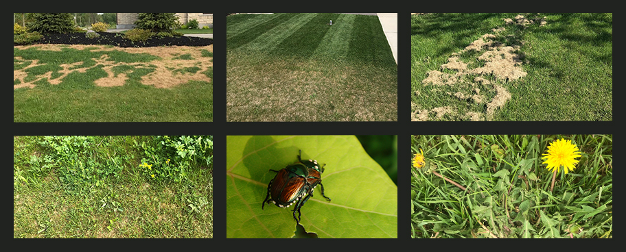 Turf damage patterns caused by insects, weeds, abiotic factors, and weeds
