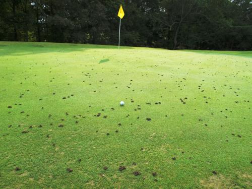 a golf green marred by several small mounds of black earthworm castings