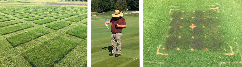 Research plots, a researcher taking photos, dark green turf