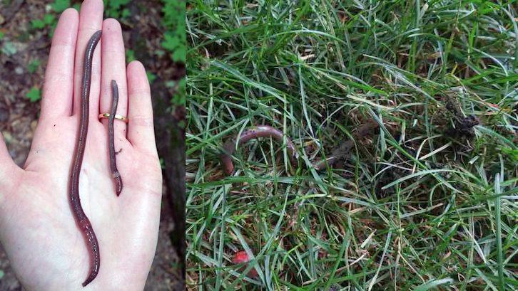 left: two worms in the palm of a hand. right: a worm crawling in grass