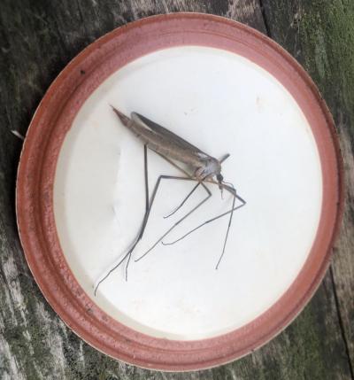 Mosquito hawk adult on a mason jar lid
