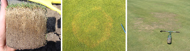 Turfgrass roots, a yellow ring patch, and thinning turf