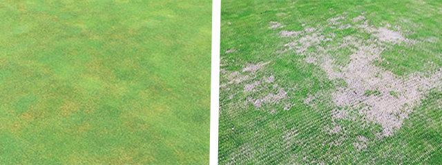 Turf damage by nematodes looks like discolouration and thinning