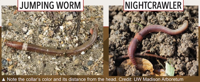 jumping worm (left) has a white collar around the next, nightcrawler worms (right) have a pinkish collar 