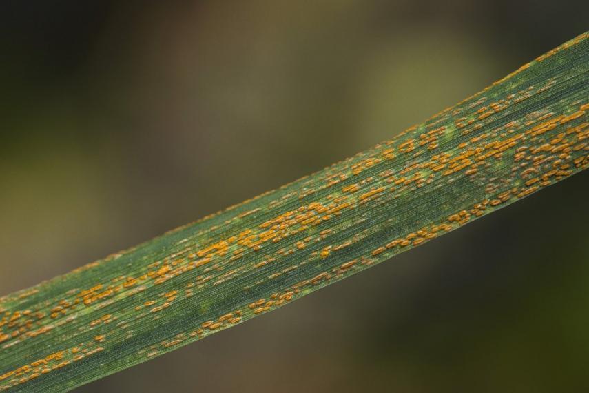 A close up of orange spots on a blade of grass
